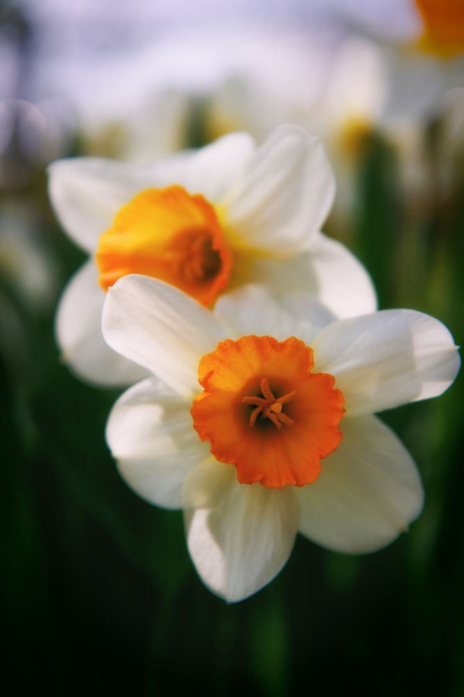 Photograph by Михаил Мартюшев