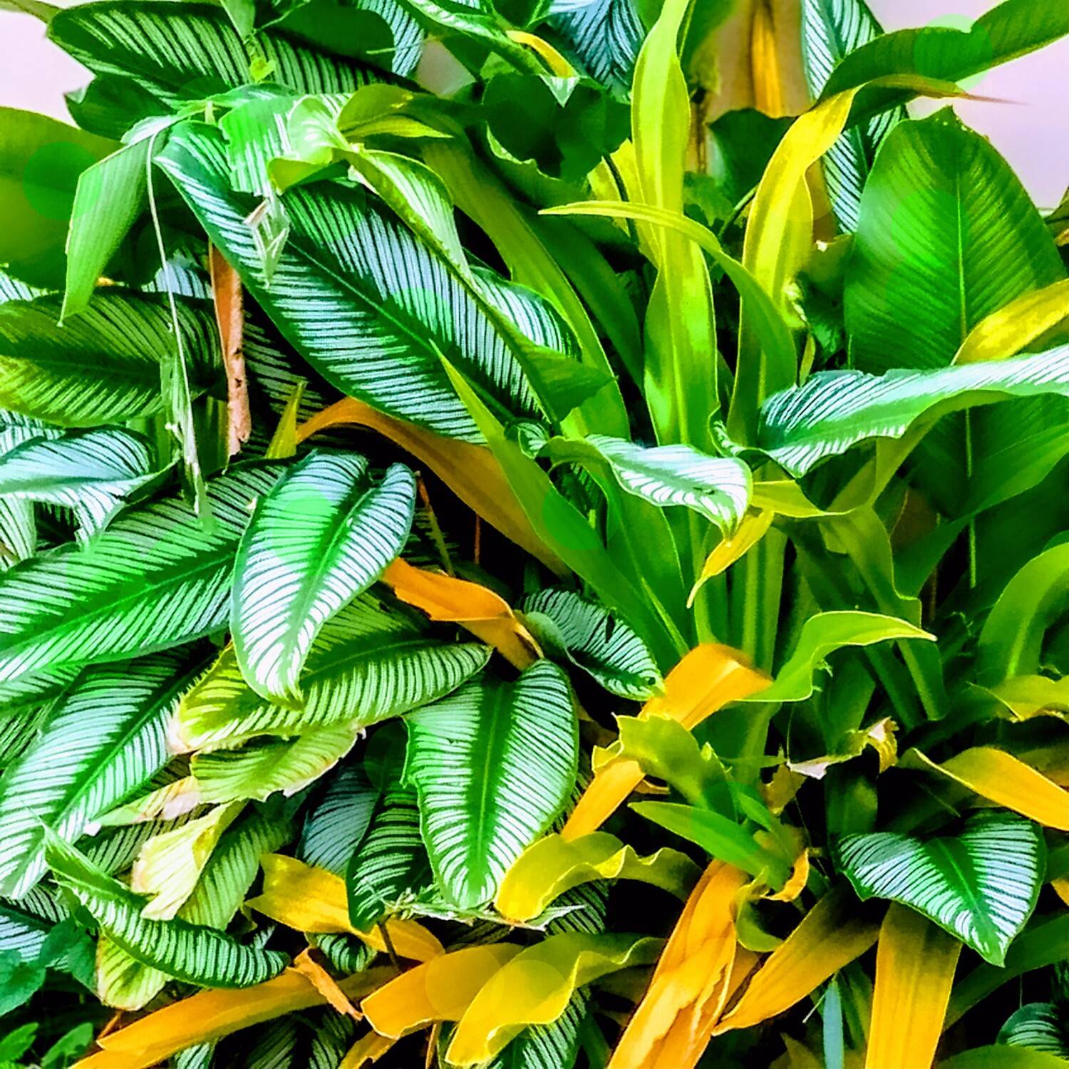Lush Tropical Greenery with Variegated Leaves.