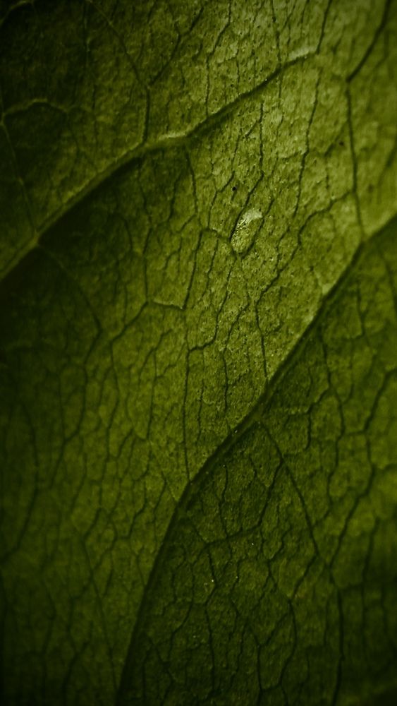 Photograph by Александра Кочубей