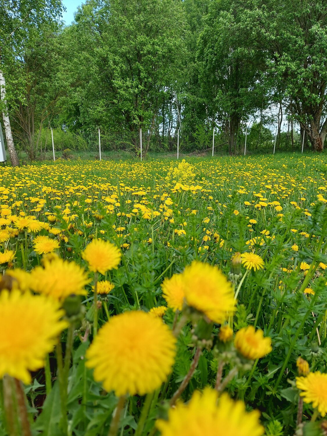 Photo #13629397