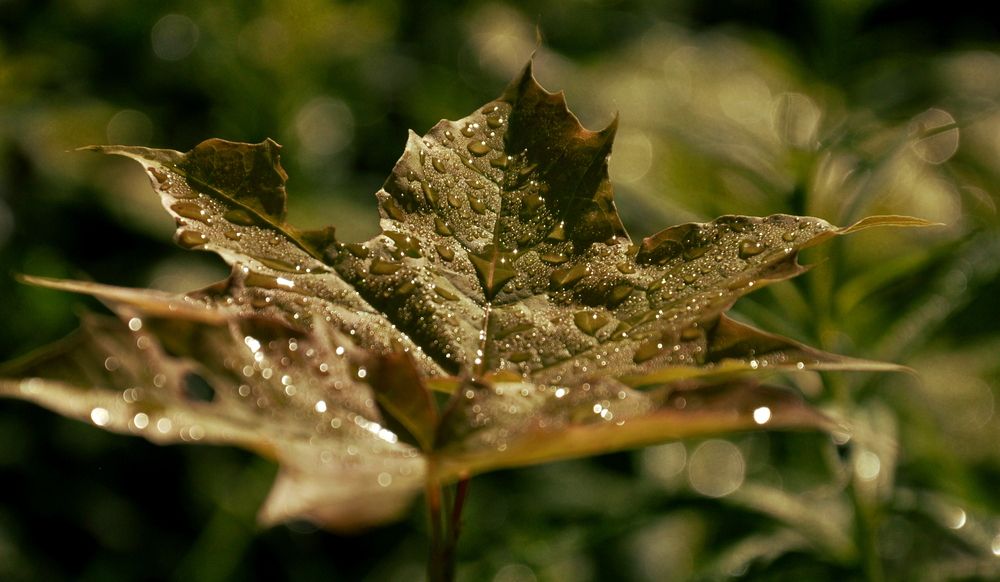 Photograph by Ирина Пинчук