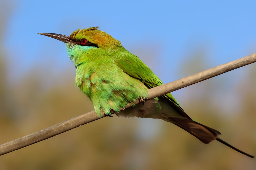Photograph by Sugha Bapodara