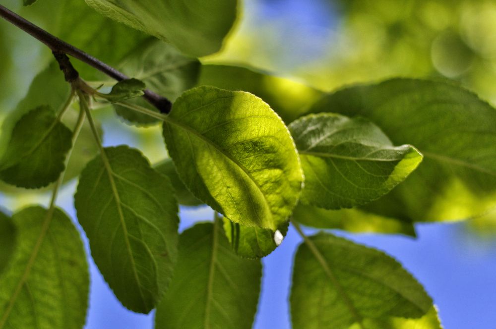 Photograph by Ирина Пинчук