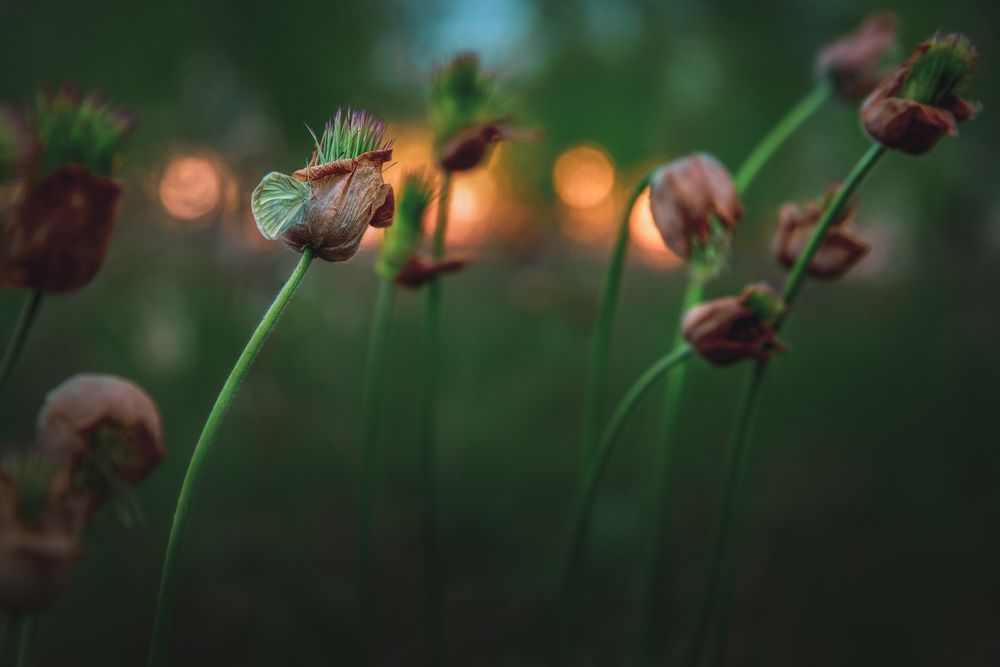 Photograph by Денис Соломахин