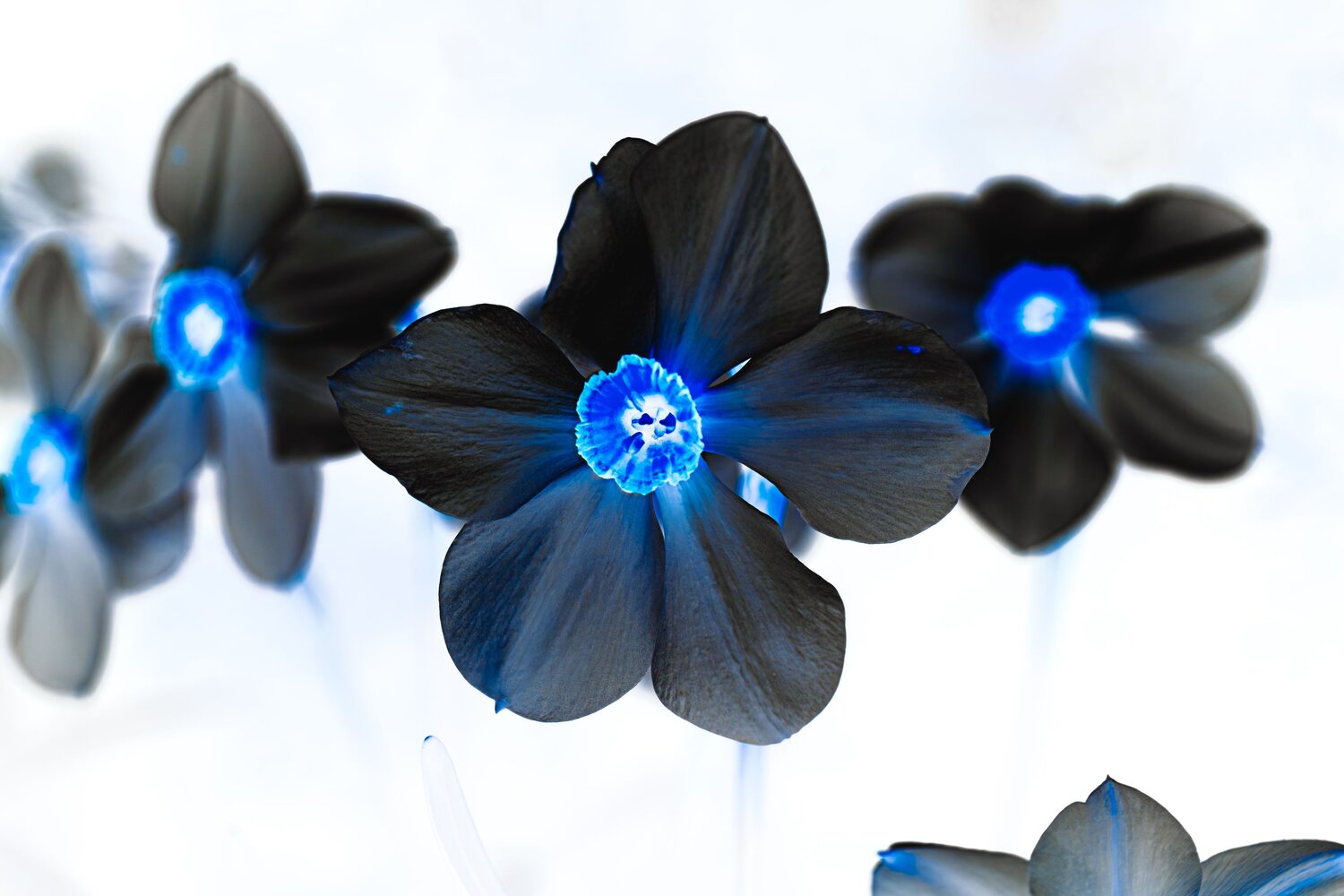 Photo #13629794