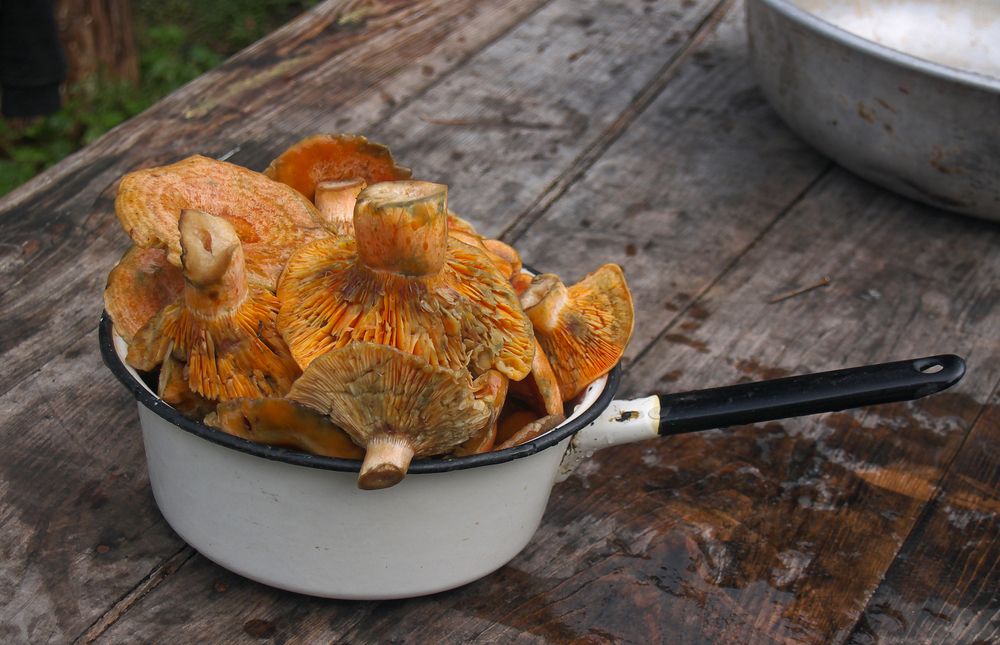 Рыжики в ковше