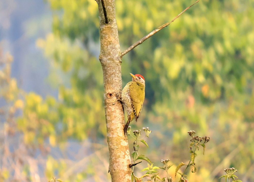 Photograph by Partha Poddar
