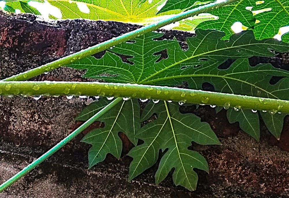 Photograph by Nadarajan Lakshmanswamy