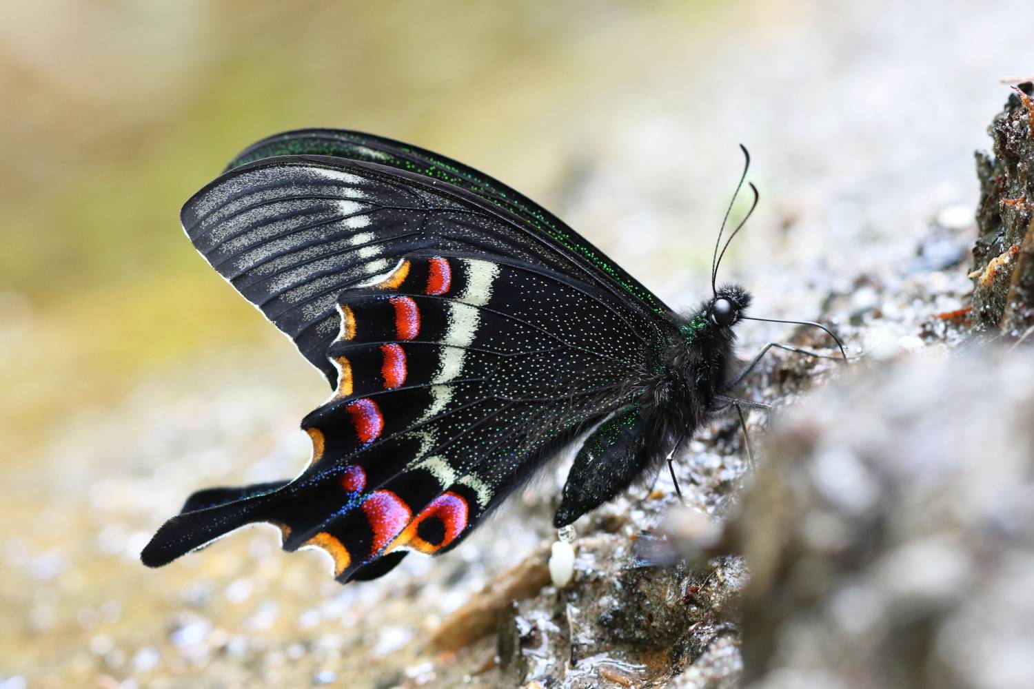 Krishna Peacock butterfly puddling
