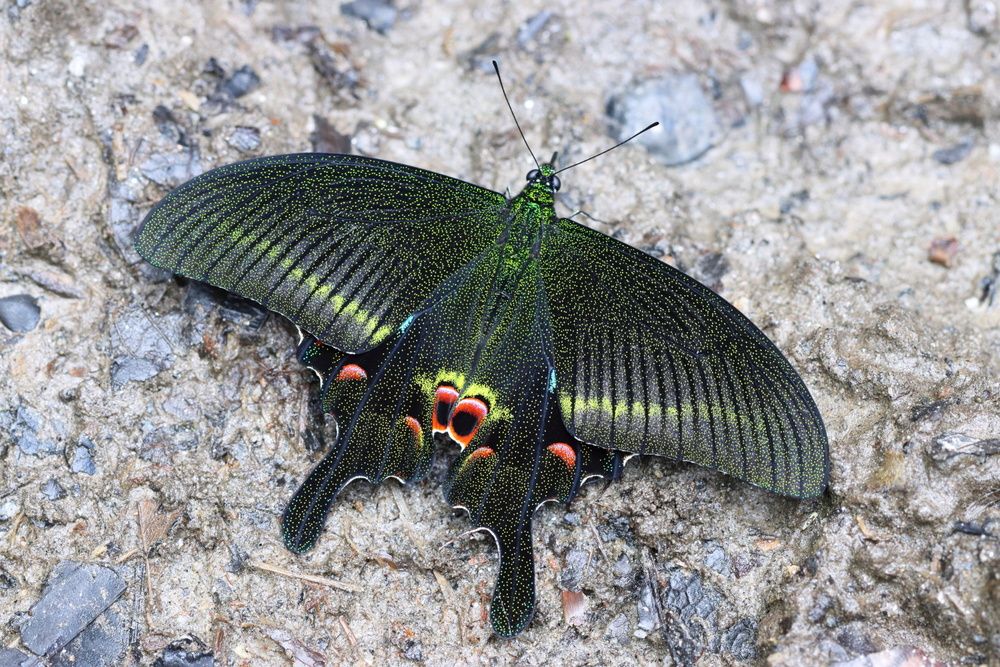 Blue Peacock butterfly (Papilio arcturus)