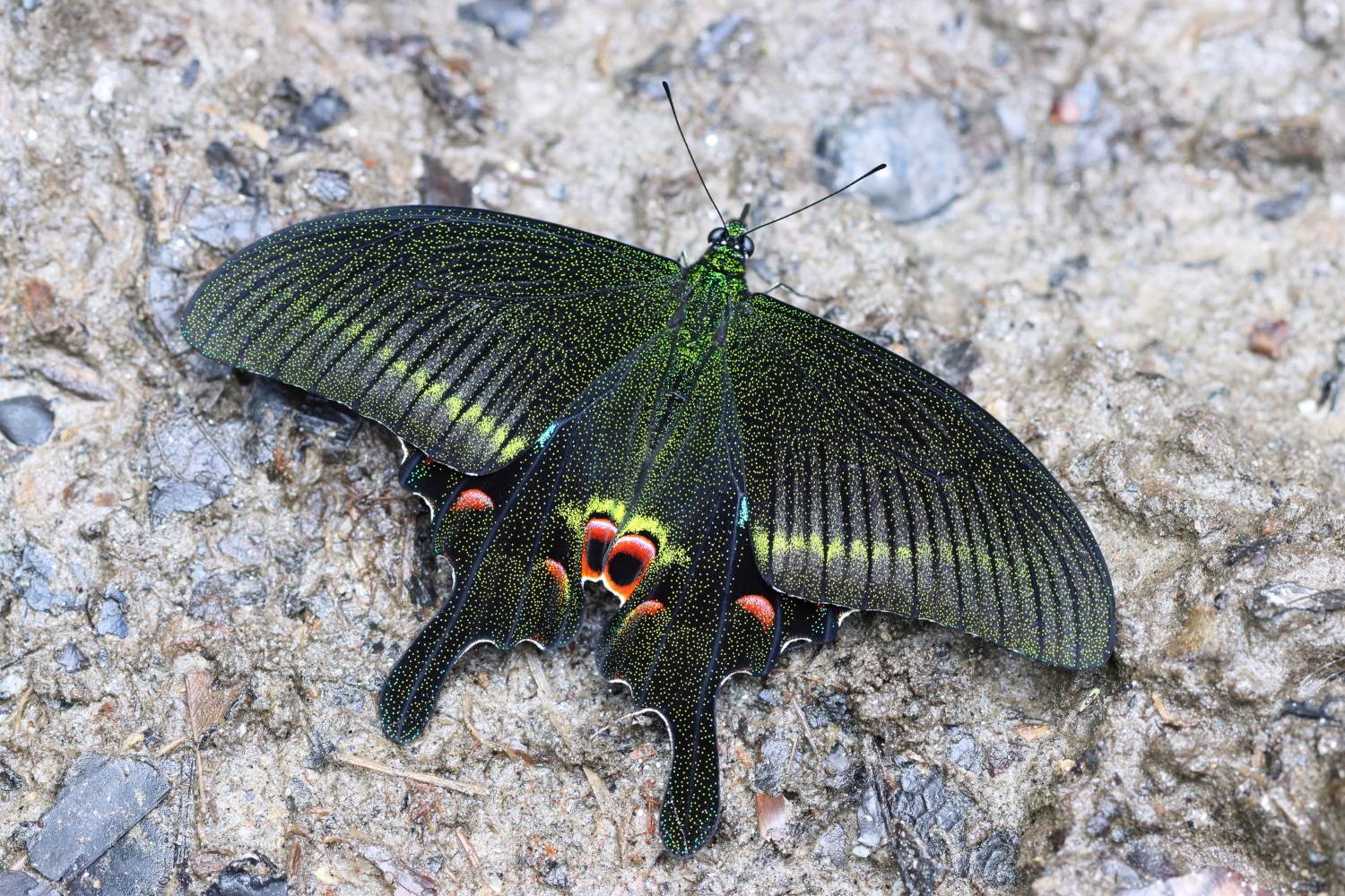 Blue Peacock butterfly (Papilio arcturus)