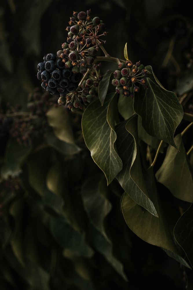 Photograph by Veronika Biró