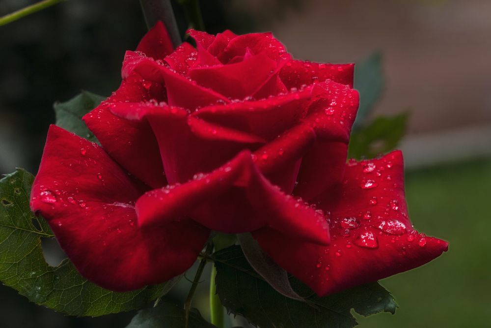 Red Rose