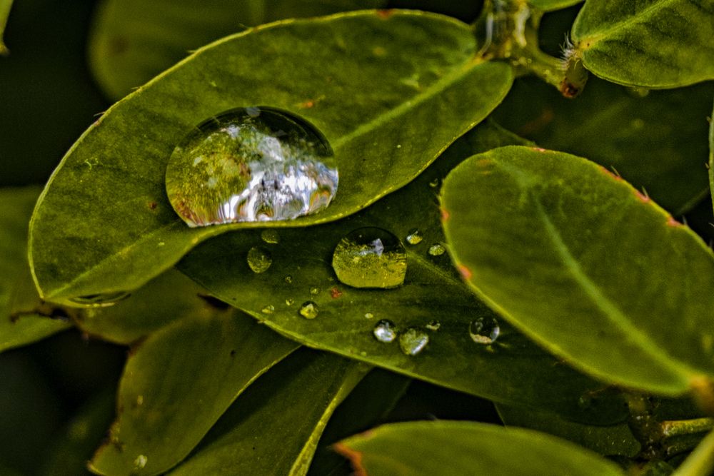 Droplet