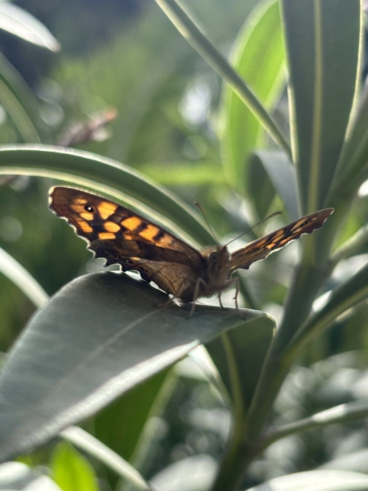 Photograph by Luisa Manzano