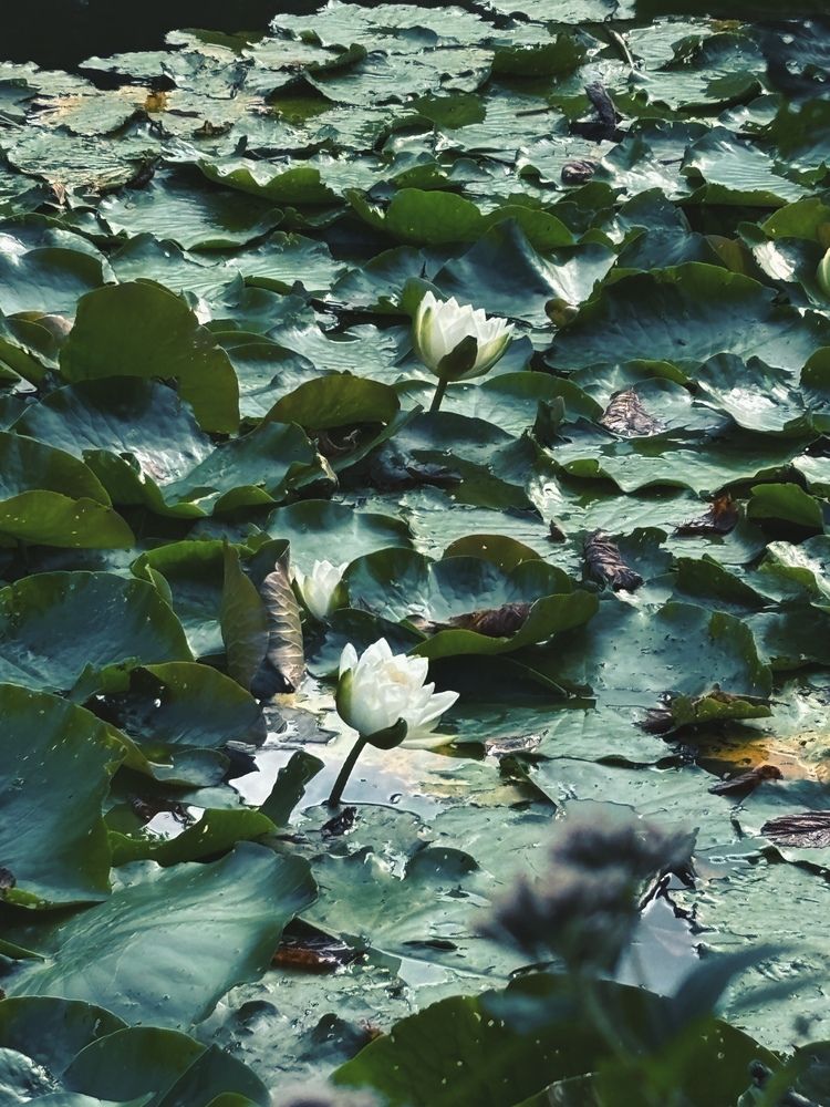Photograph by Luisa Manzano