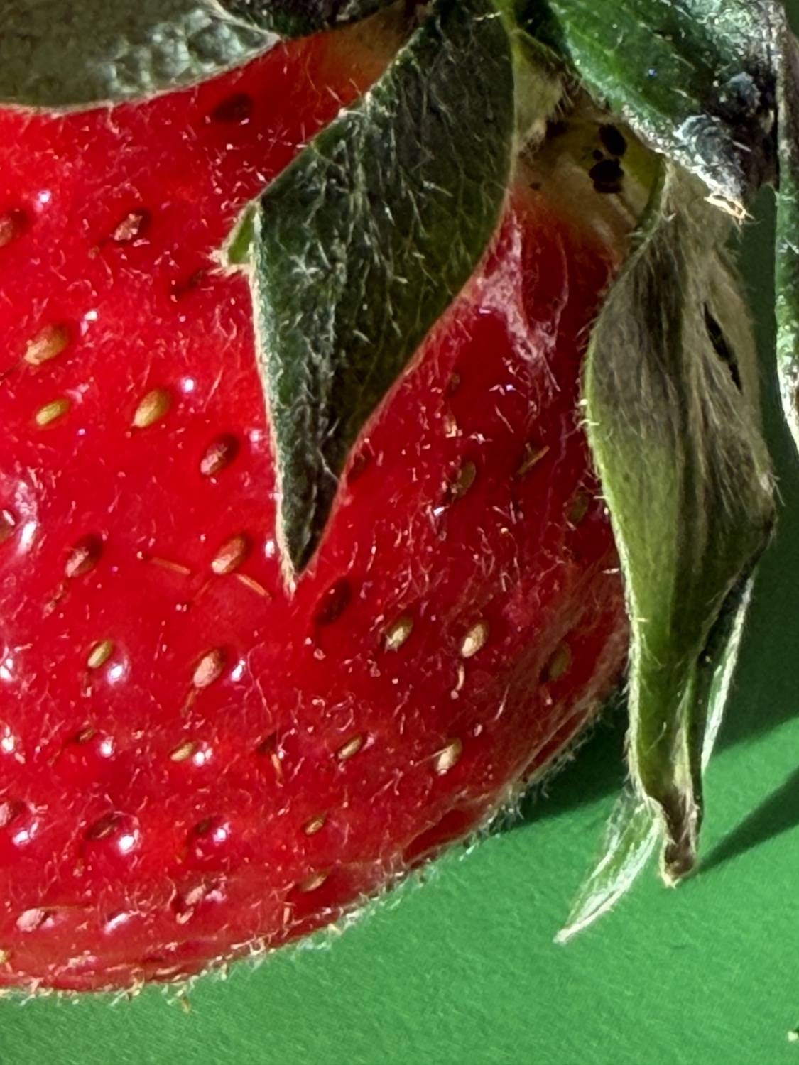 Photo #13630849