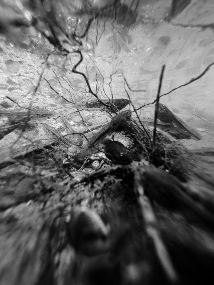 Photo #13630882