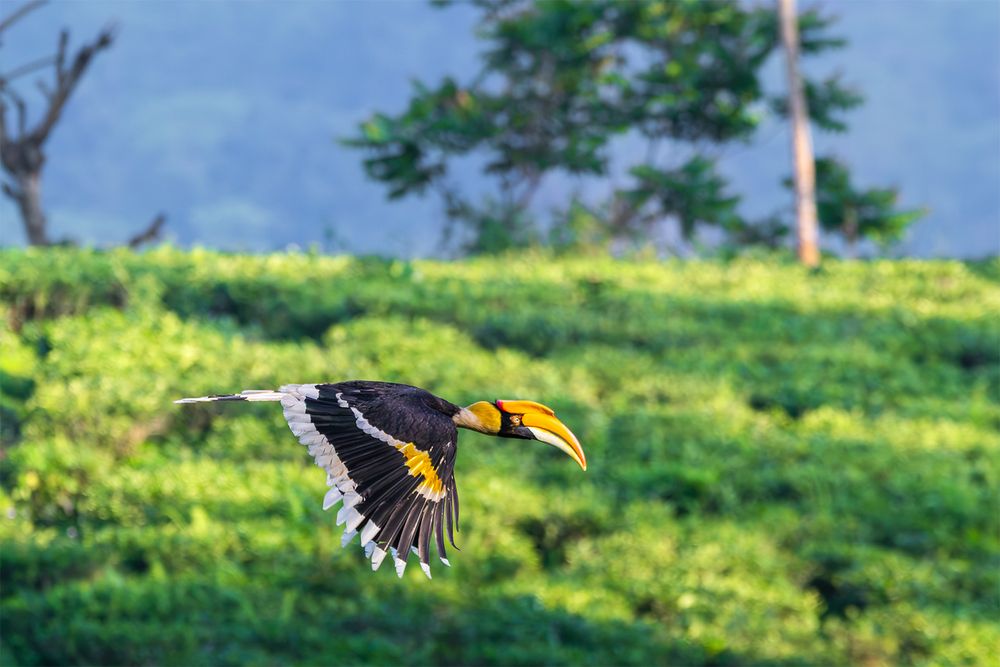 Photograph by RINI GHOSH