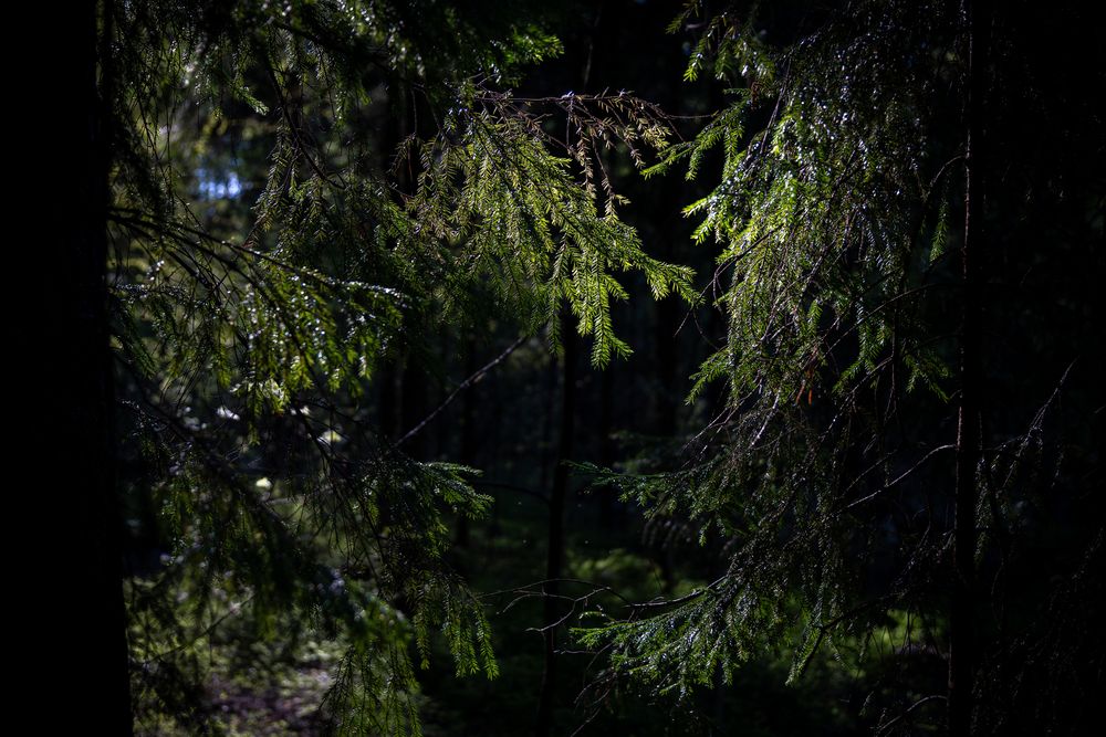 Photograph by Сергей Прищепа