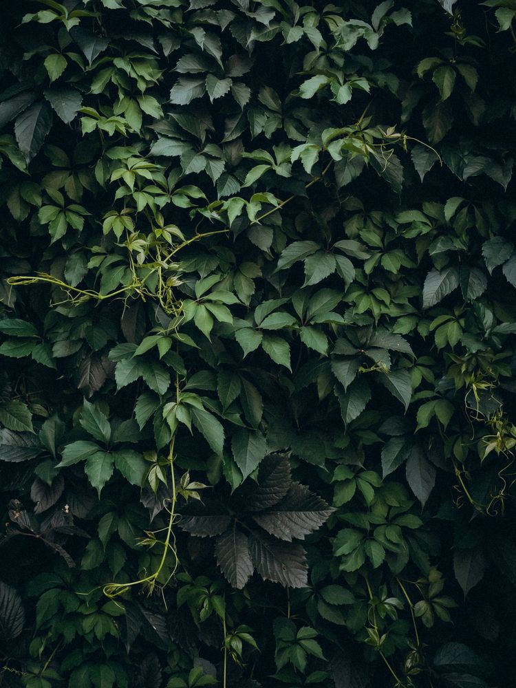 Photograph by Кристина Иванова