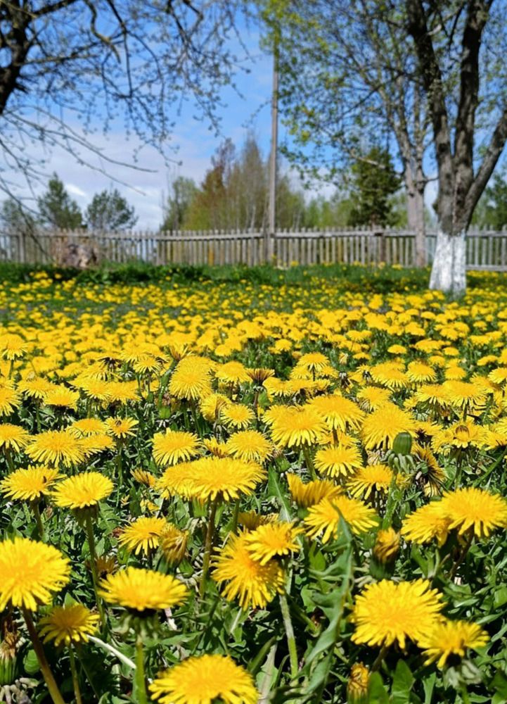 Photograph by Светлана Бокшиц