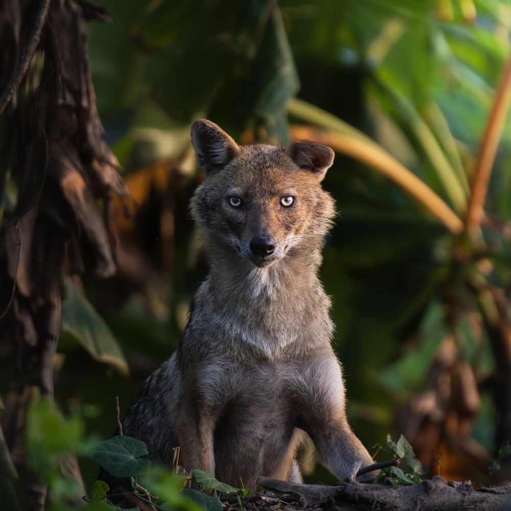 Into the Eyes of the Wilderness