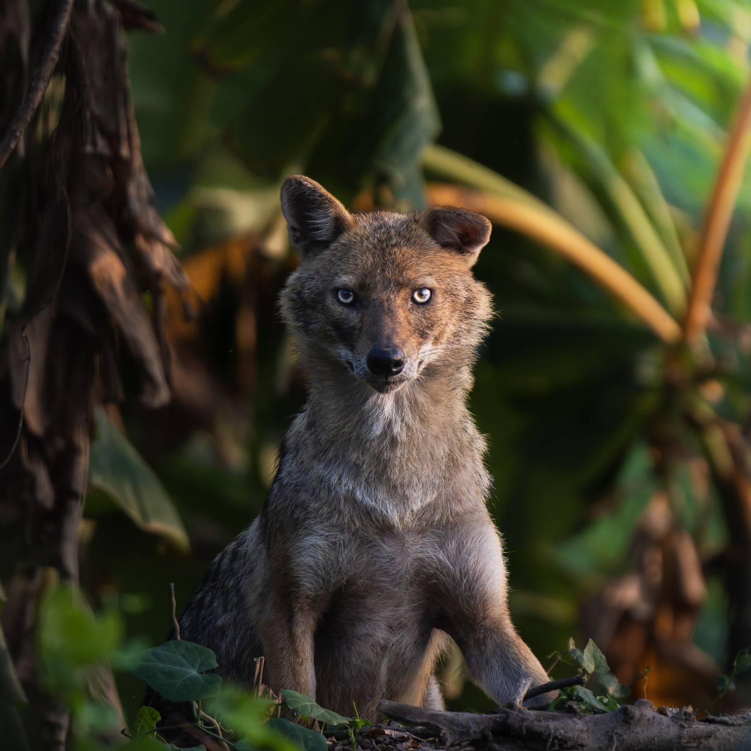 Into the Eyes of the Wilderness