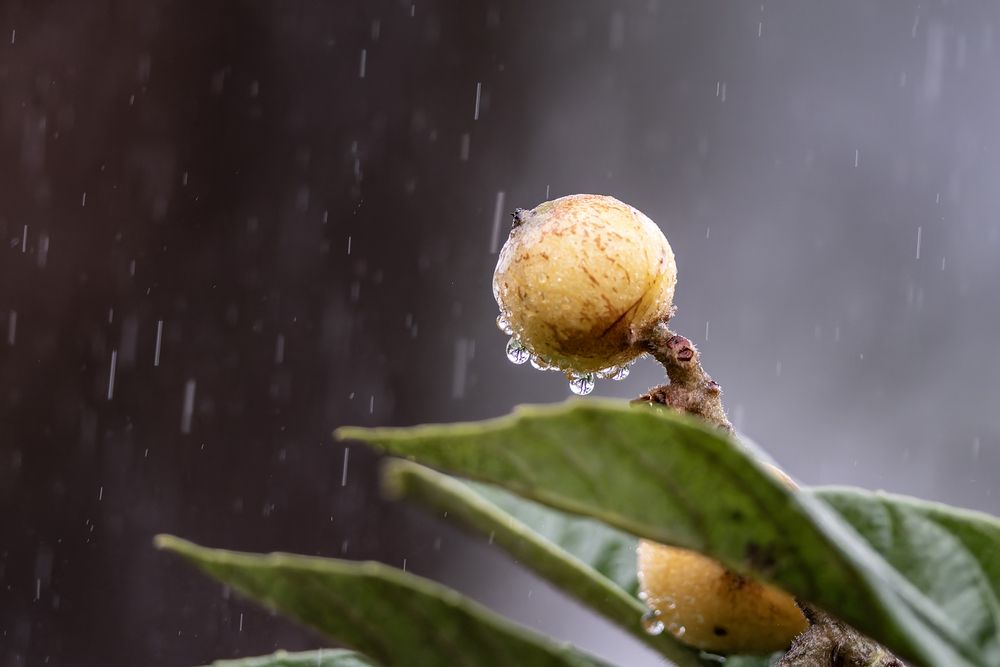 Rain