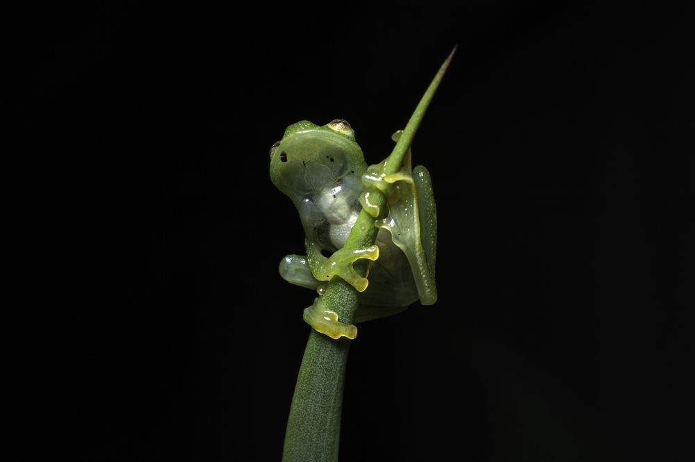 Glass Frog