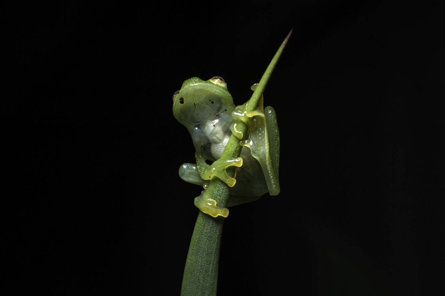Glass Frog