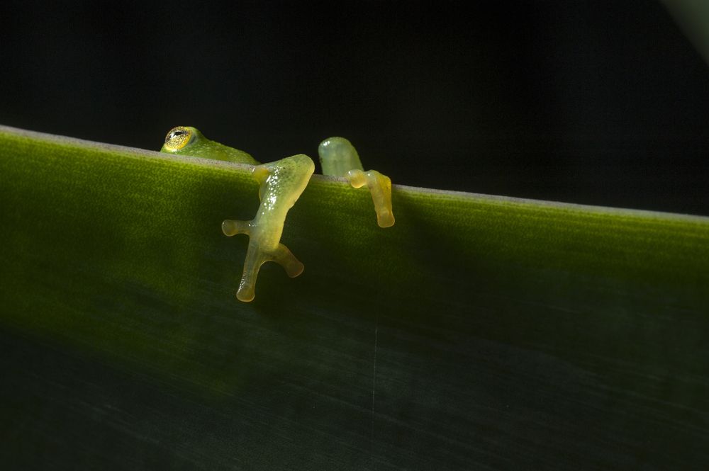 Glass Frog