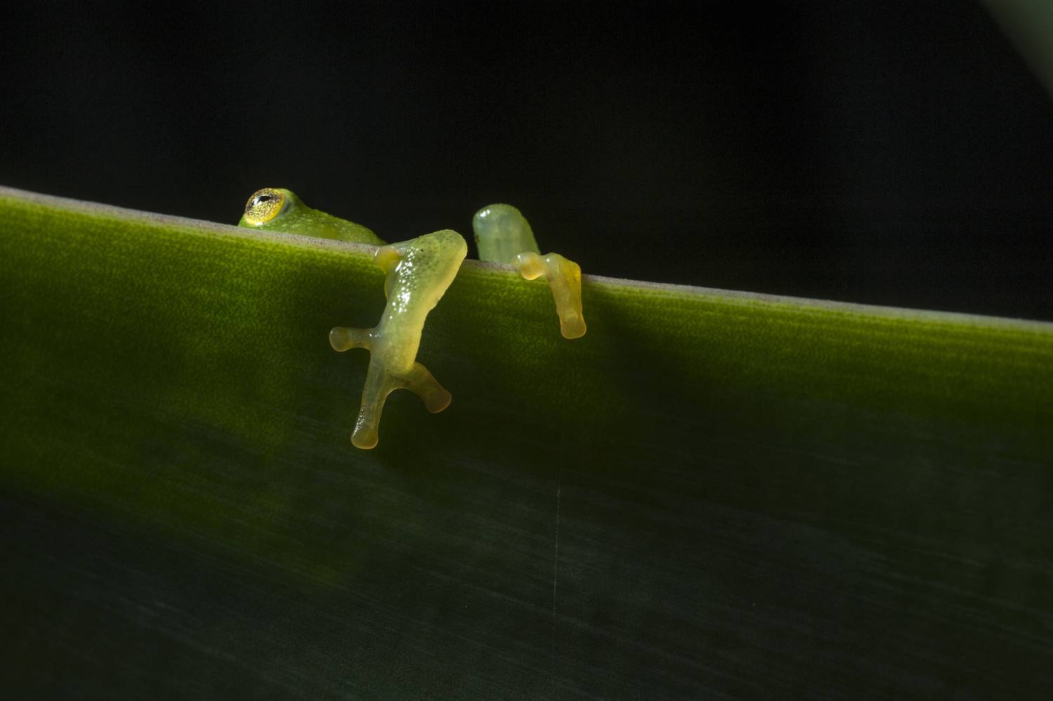 Glass Frog