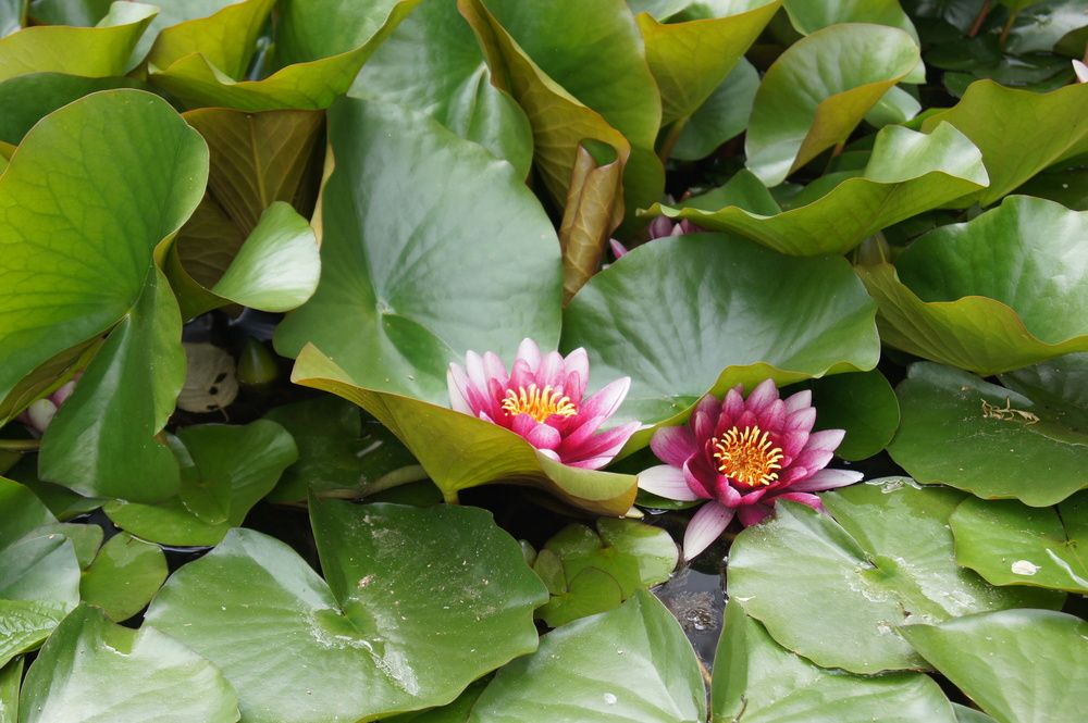 Photo #13631330