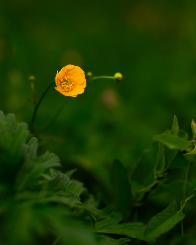 Photograph by Alaa Nour