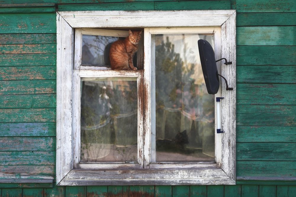Кошки на окошке