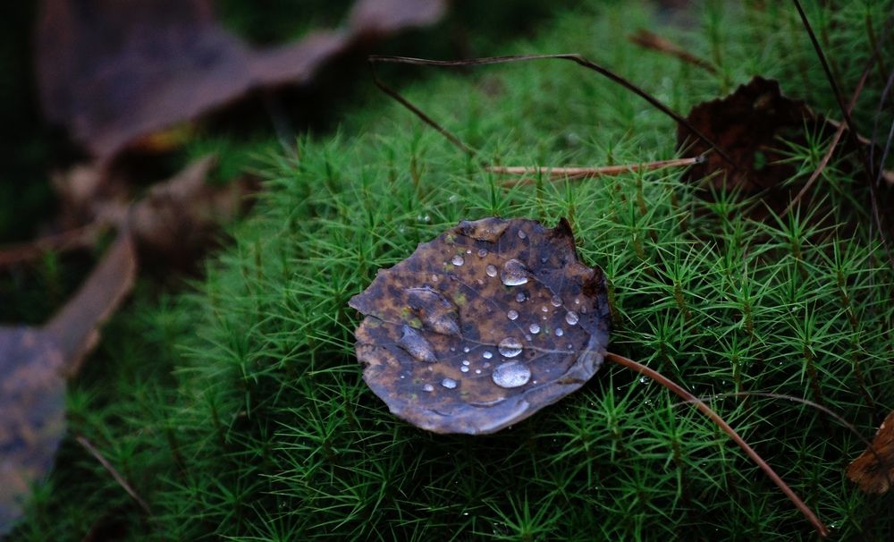 Photograph by Андрей Куликов