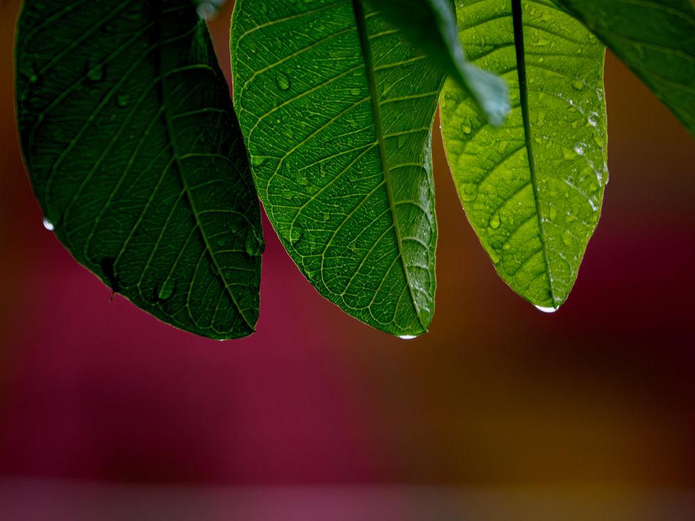 Veins of Life