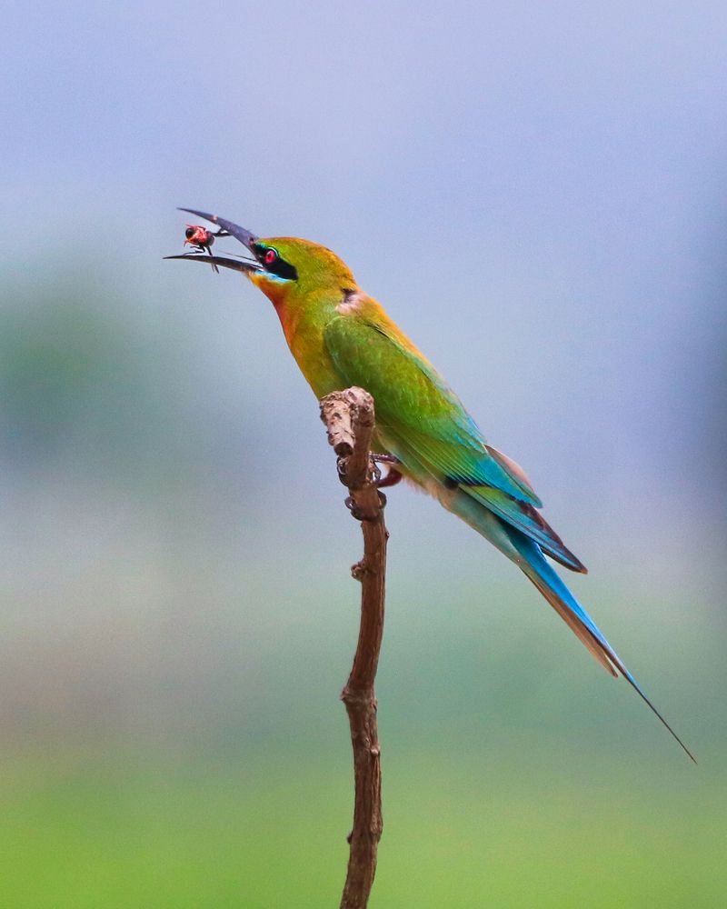 Photograph by RINI GHOSH