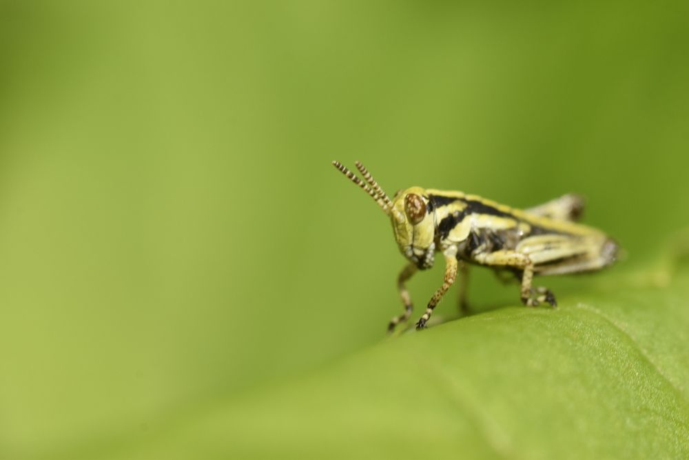 кузнечик