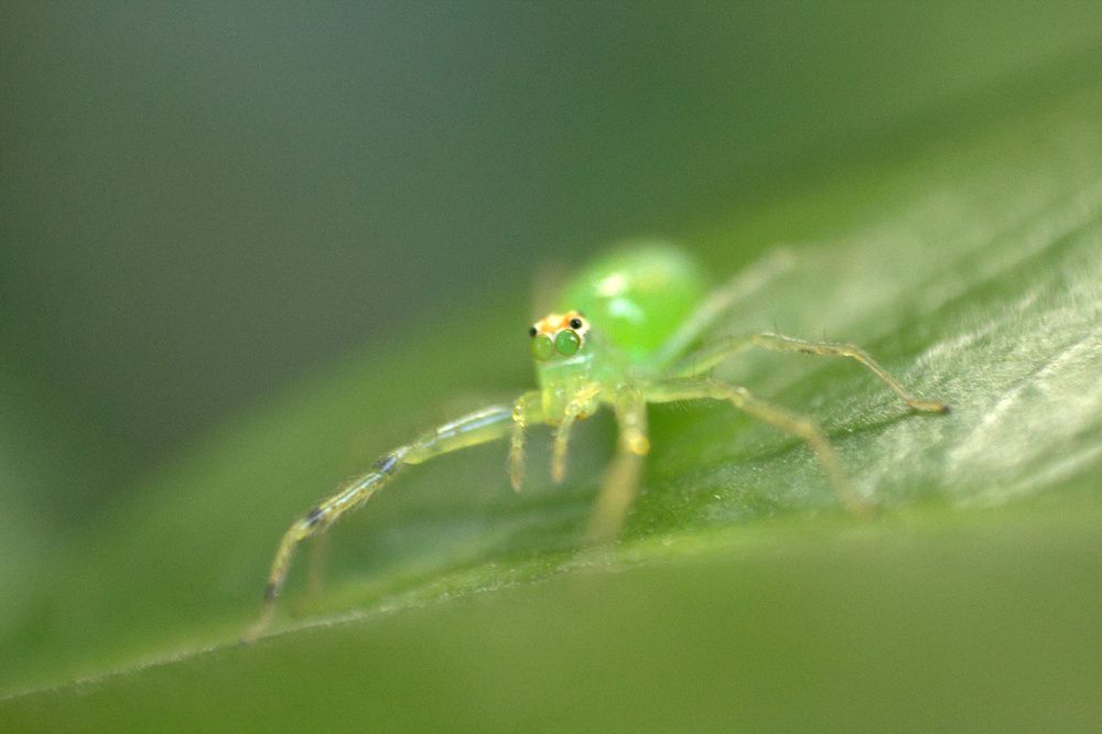 Фотография автора Guillermo Topp