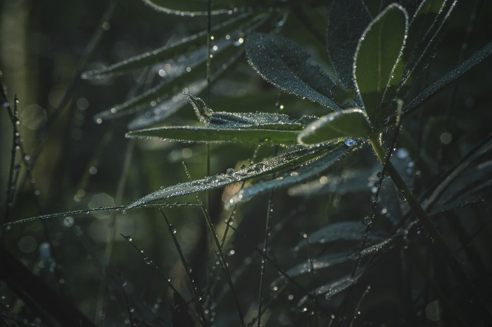 Photograph by Елена Кошелева