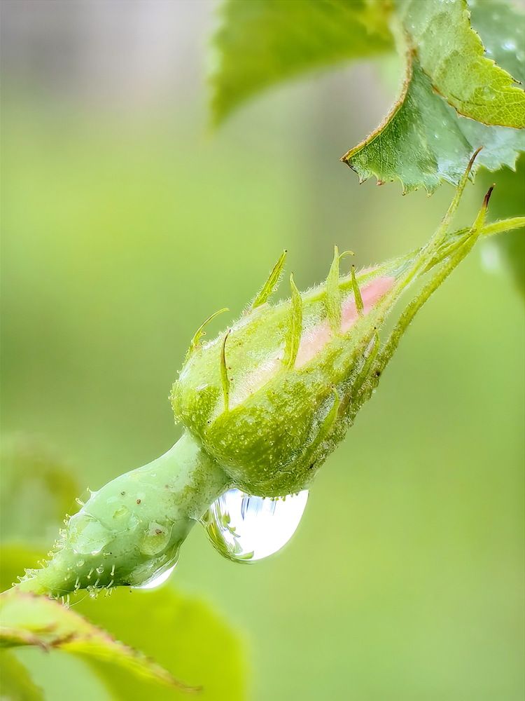 Капелька