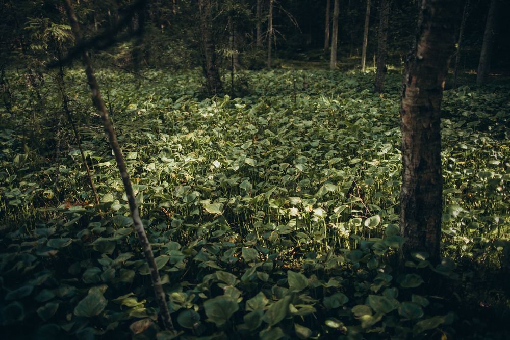 Photograph by Елена Копылова