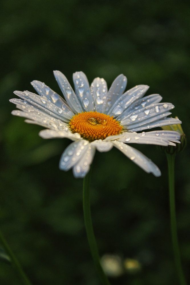 Photograph by Анна Захарчук