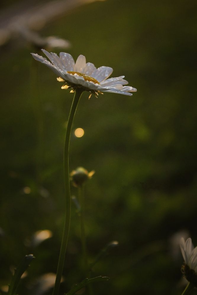 Photograph by Анна Захарчук
