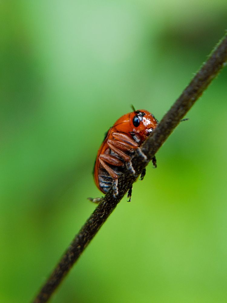 Beauty from the macro world