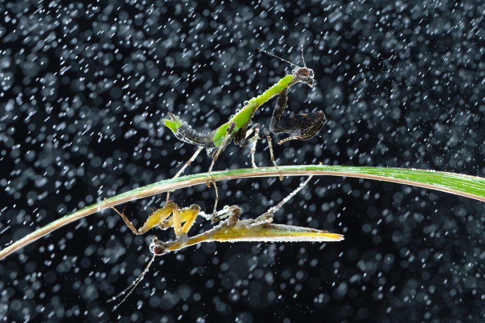 Photograph by Ly Phu Tai