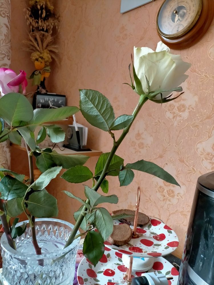 Photograph by Вера Цивенкова