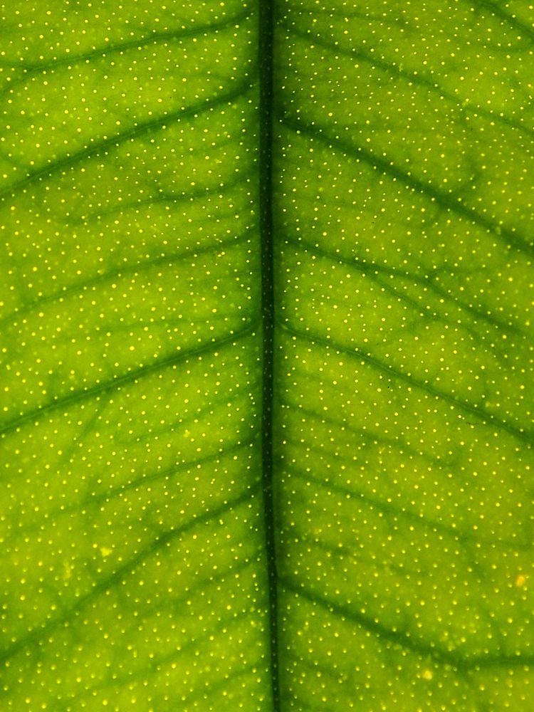 Photograph by Abdolreza Aleagha